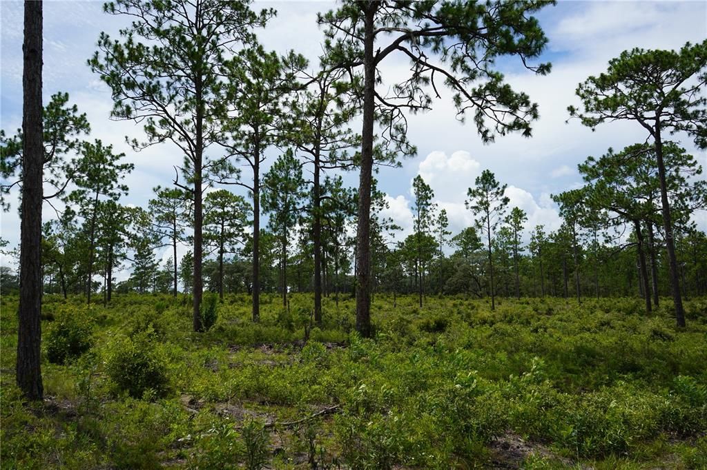 For Sale: $347,487 (22.80 acres)