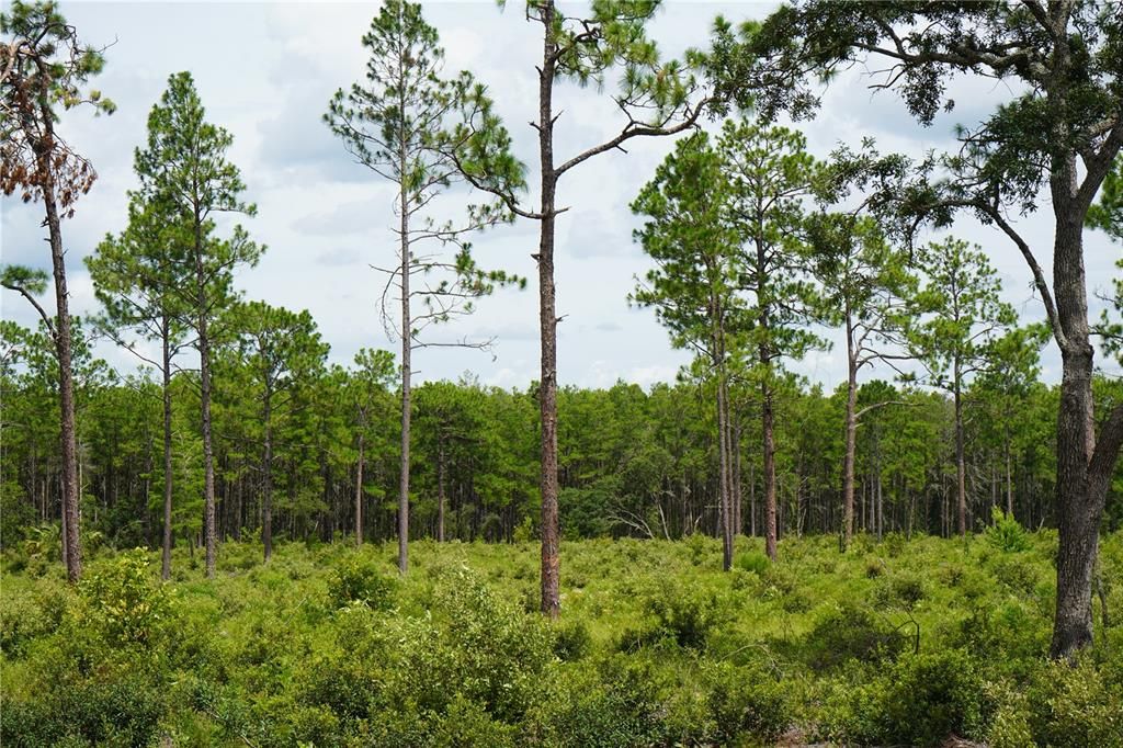 For Sale: $347,487 (22.80 acres)