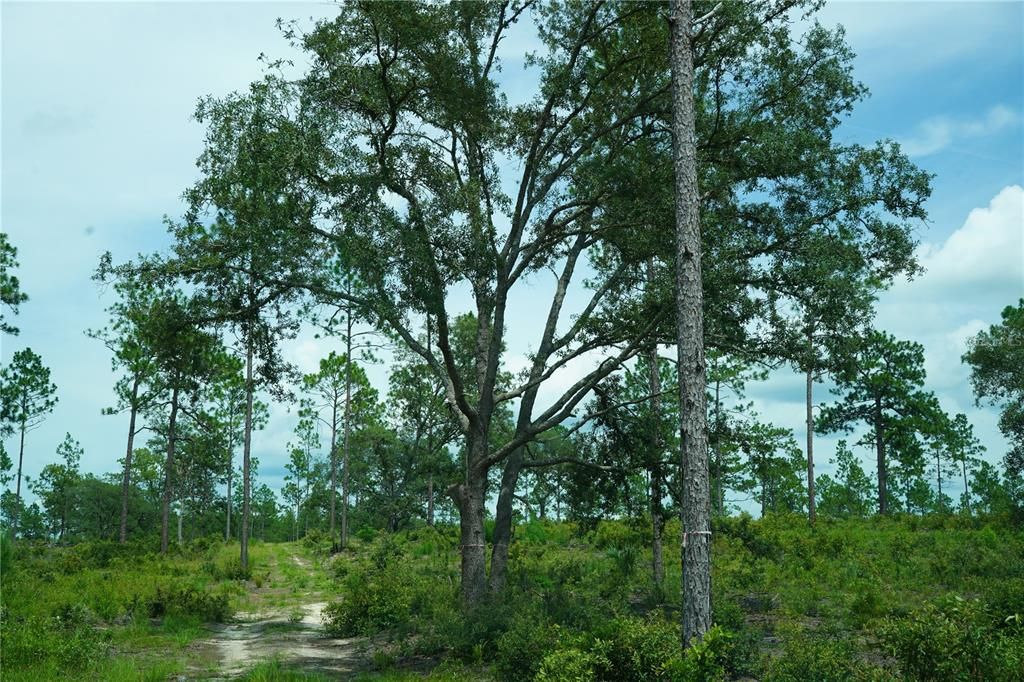 For Sale: $347,487 (22.80 acres)