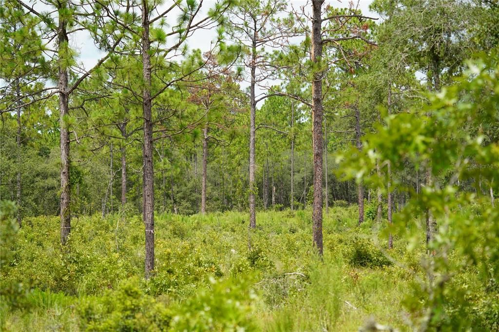 For Sale: $347,228 (22.00 acres)