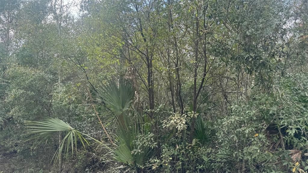 En Venta: $65,000 (0.24 acres)