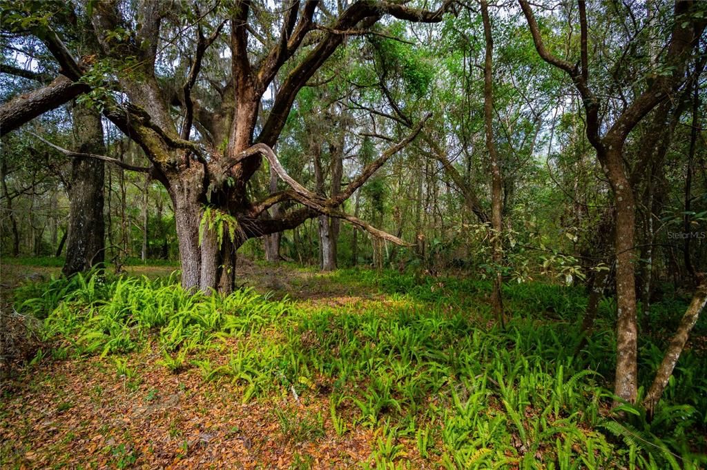 For Sale: $750,000 (22.00 acres)