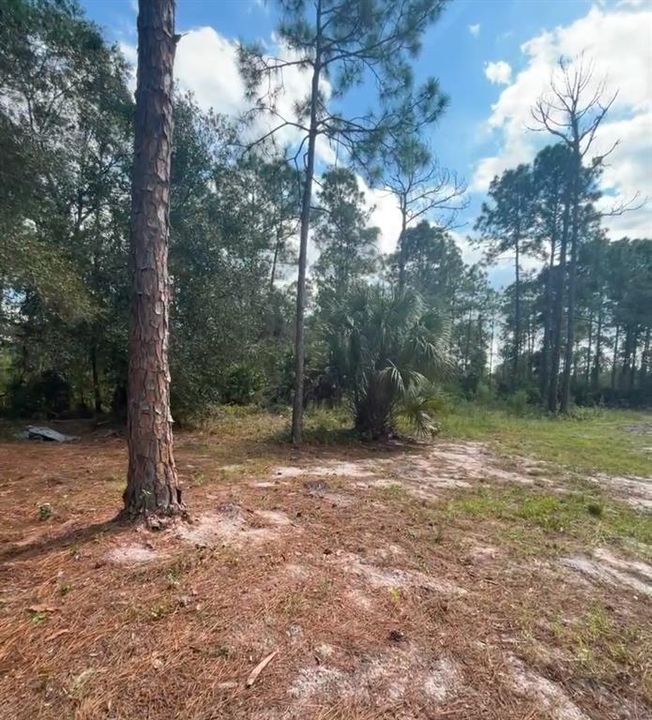 待售: $99,000 (1.25 acres)