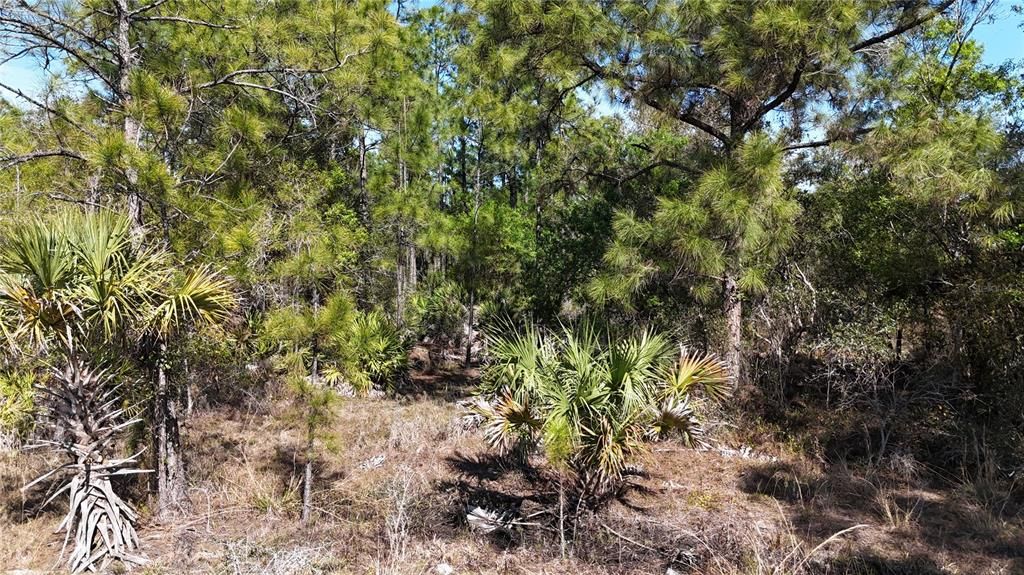 For Sale: $279,000 (5.00 acres)