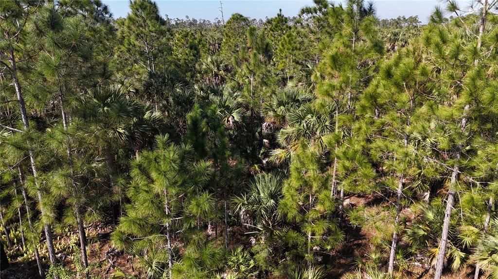 For Sale: $279,000 (5.00 acres)