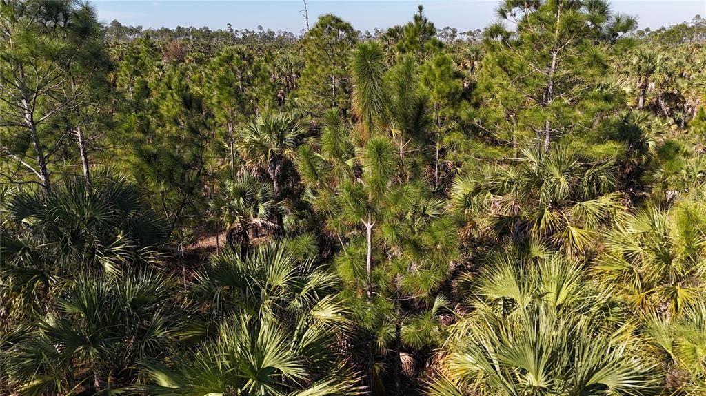 For Sale: $279,000 (5.00 acres)