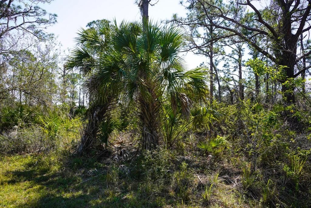 For Sale: $10,500 (0.23 acres)