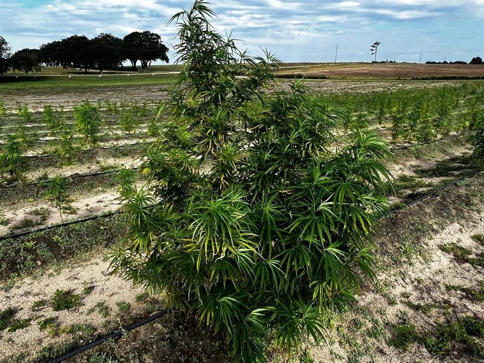 For Sale: $1,099,000 (0 beds, 0 baths, 0 Square Feet)