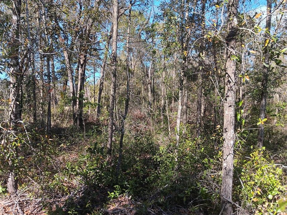 For Sale: $16,500 (0.46 acres)