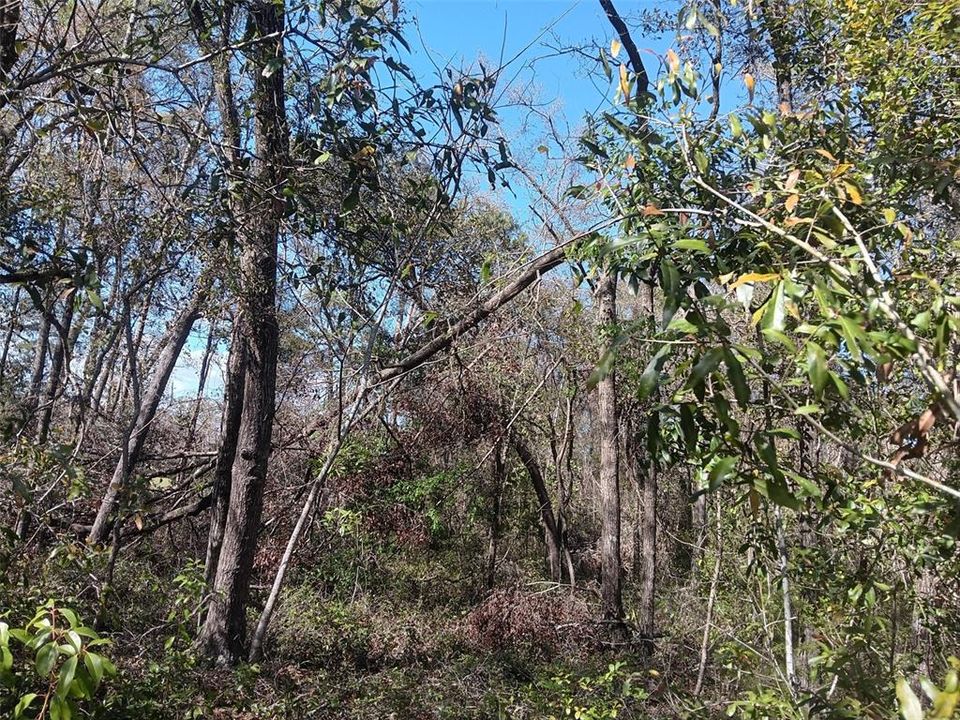 For Sale: $16,500 (0.46 acres)