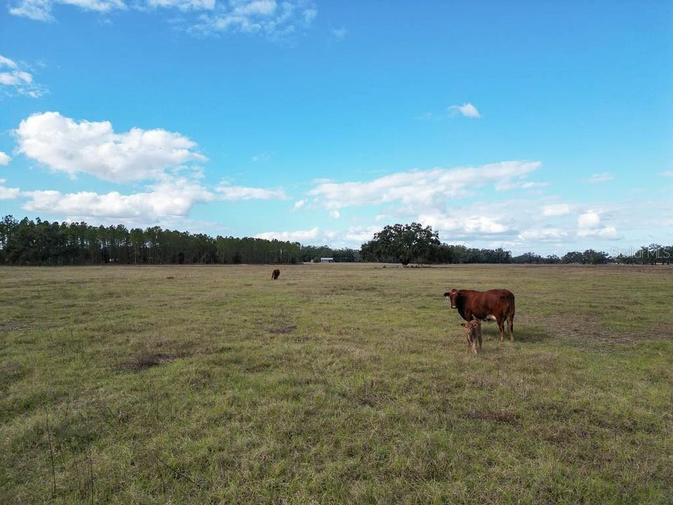 待售: $12,750,000 (4 贝兹, 4 浴室, 4142 平方英尺)