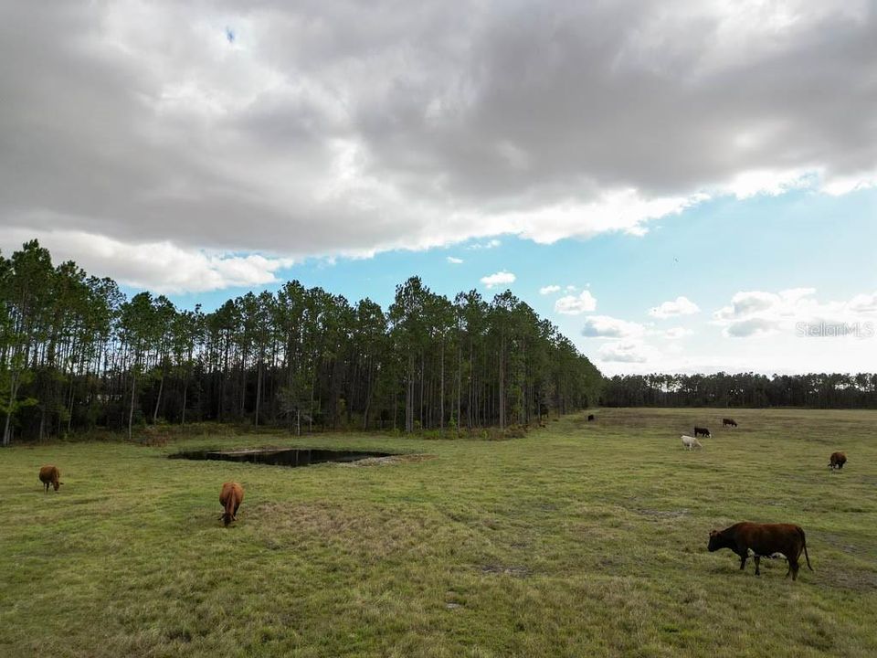 待售: $12,750,000 (4 贝兹, 4 浴室, 4142 平方英尺)