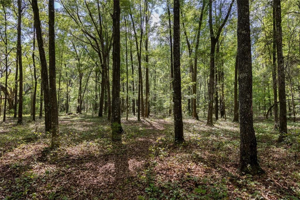 На продажу: $390,000 (4.01 acres)