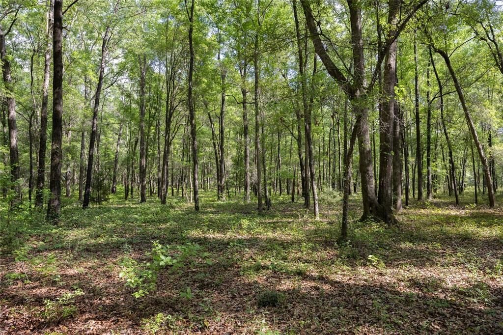 На продажу: $390,000 (4.01 acres)