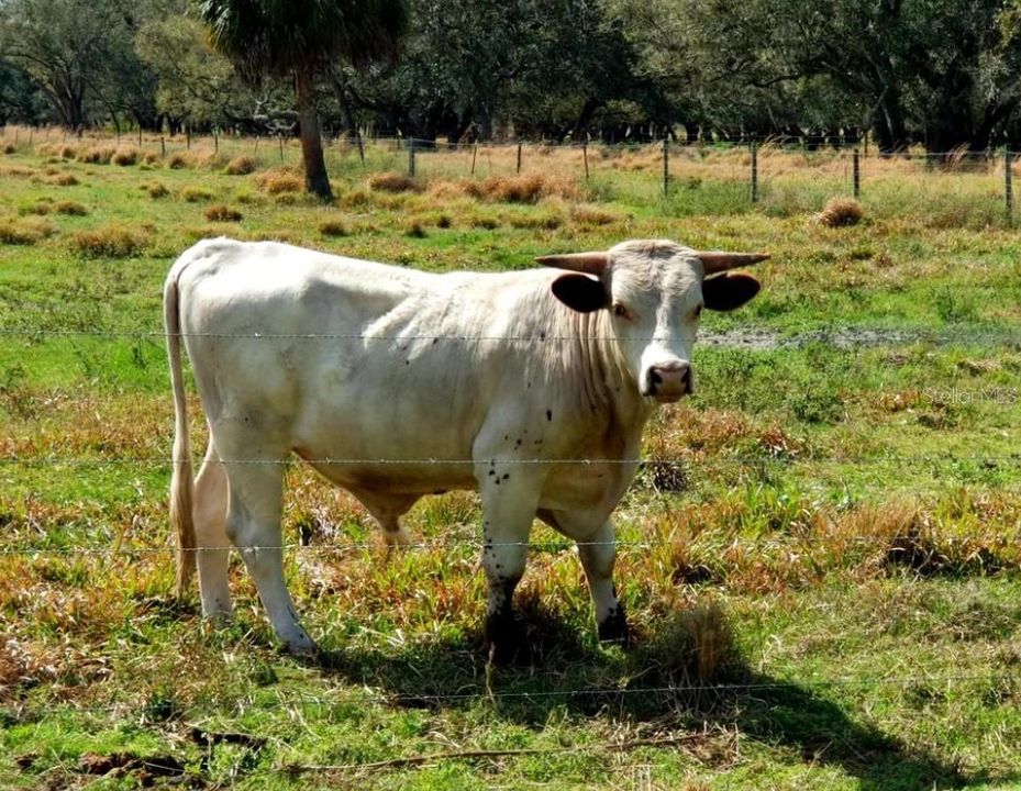 For Sale: $50,000 (0.20 acres)