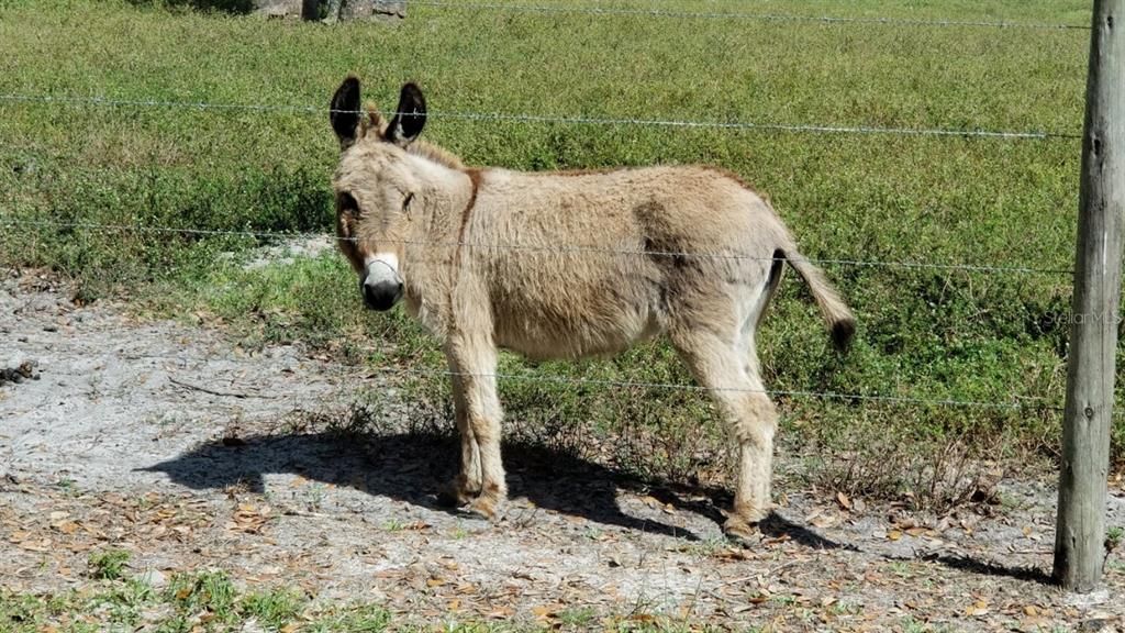 For Sale: $50,000 (0.20 acres)