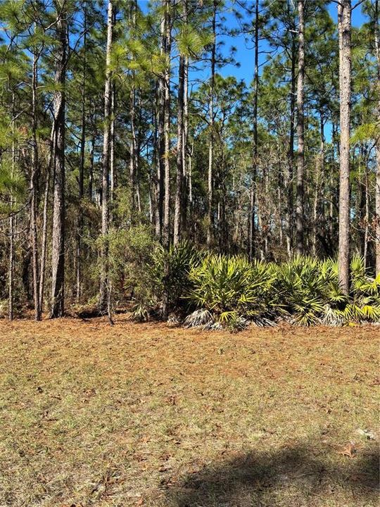 For Sale: $59,999 (0.23 acres)