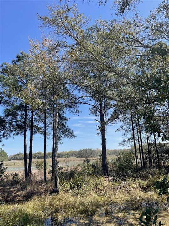 На продажу: $599,000 (46.25 acres)