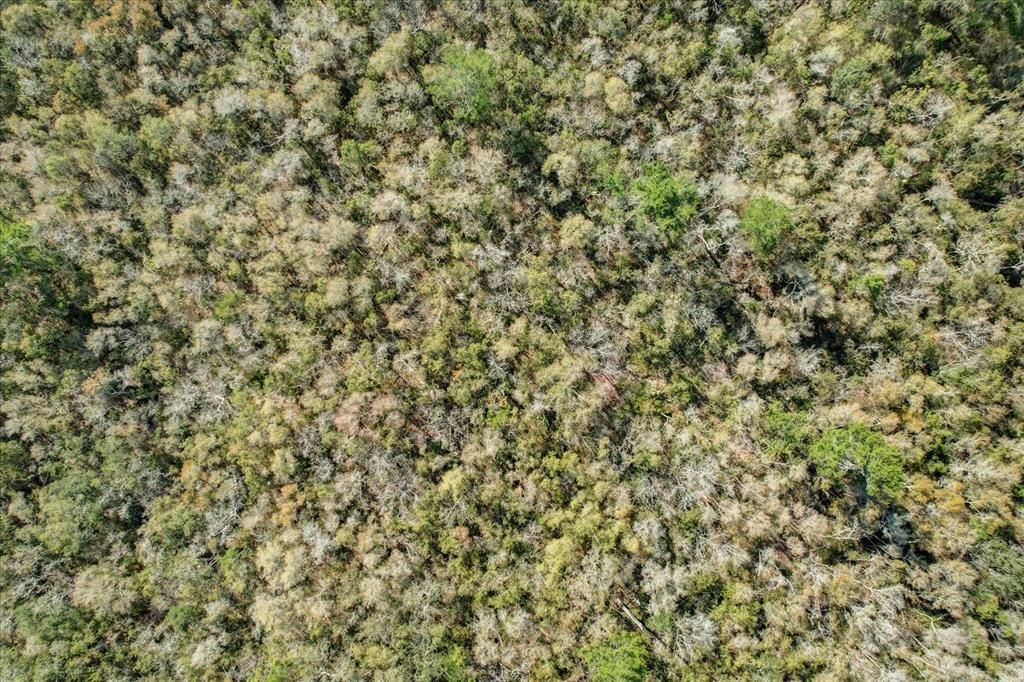 For Sale: $215,000 (0.54 acres)