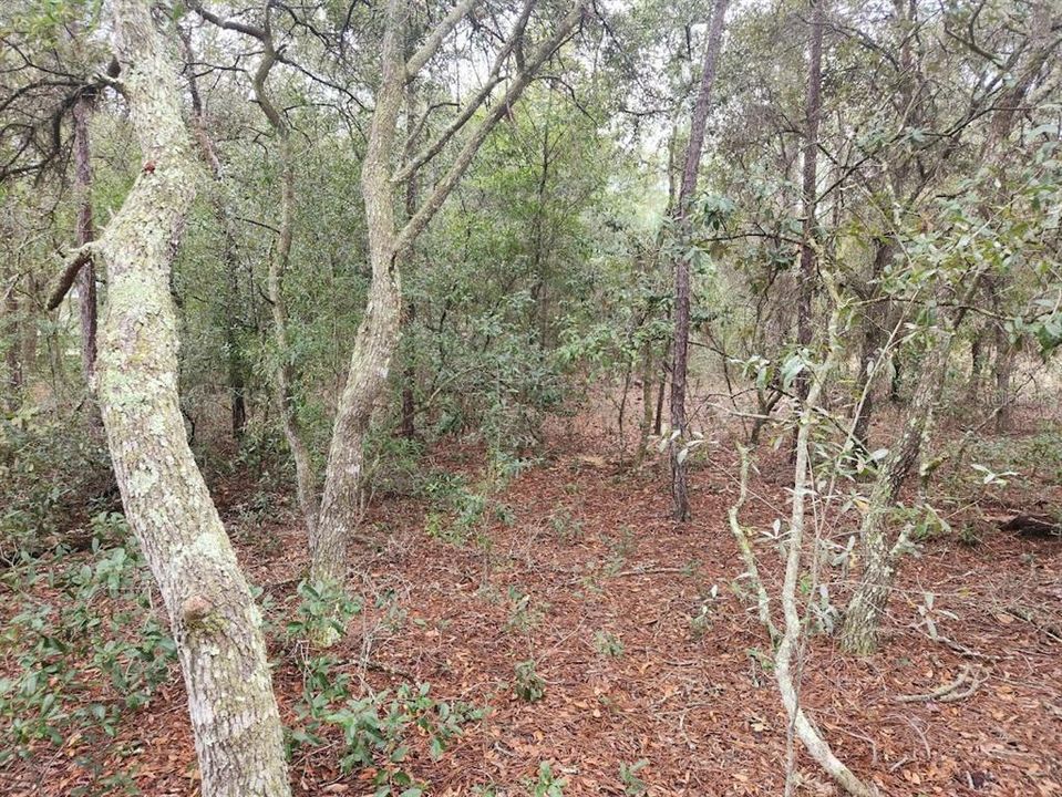 SMALL PATH CLEARED TO LET YOU GET BACK TO THE OPENING