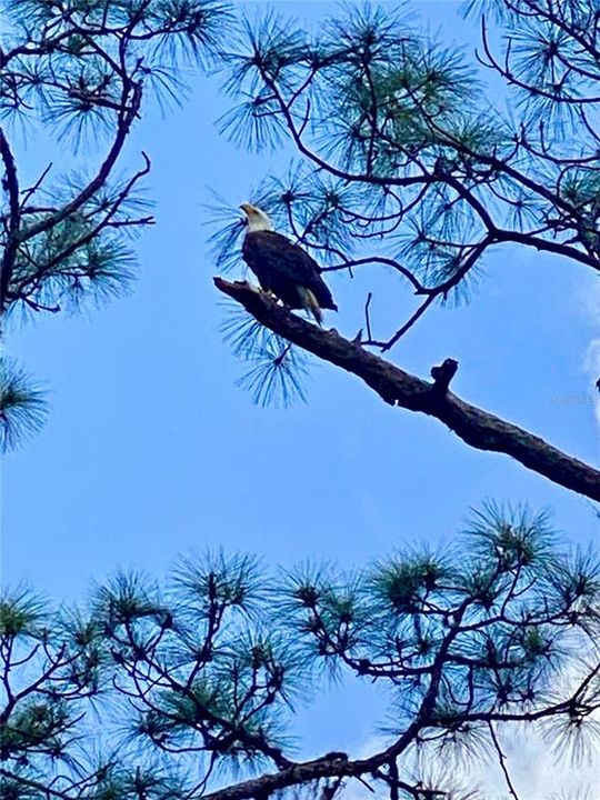 На продажу: $885,000 (4 спален, 4 ванн, 4028 Квадратных фут)