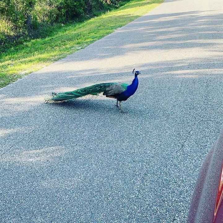 На продажу: $885,000 (4 спален, 4 ванн, 4028 Квадратных фут)