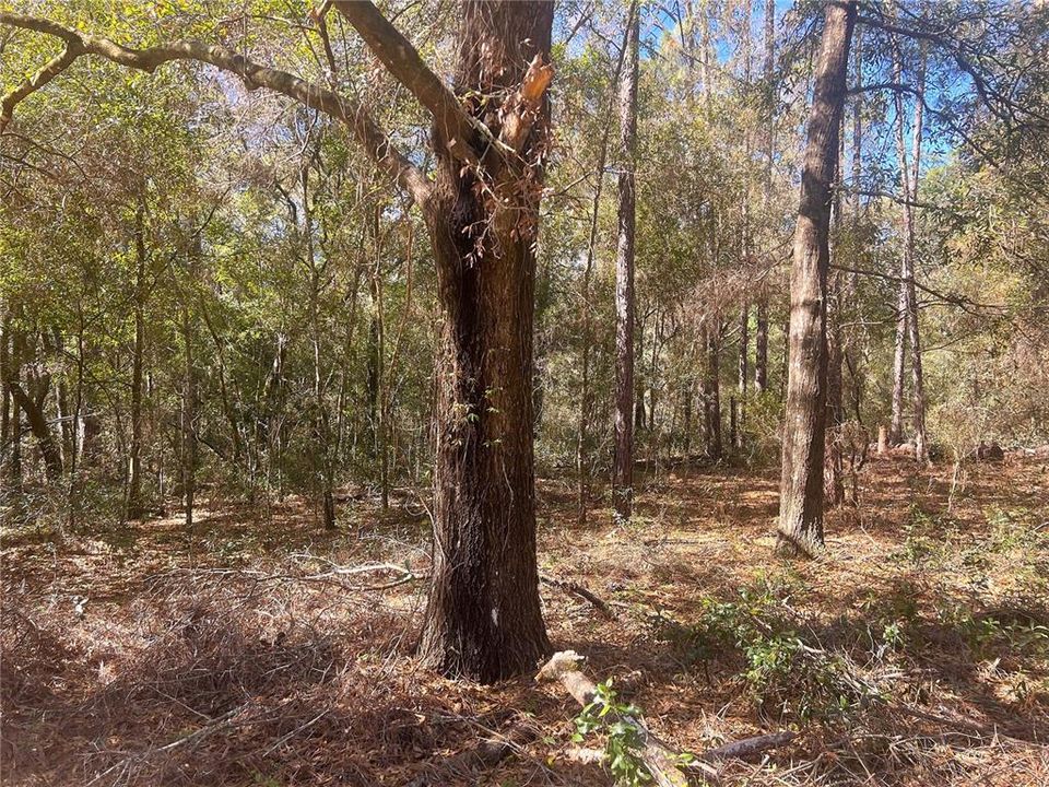 Activo con contrato: $38,500 (0.95 acres)