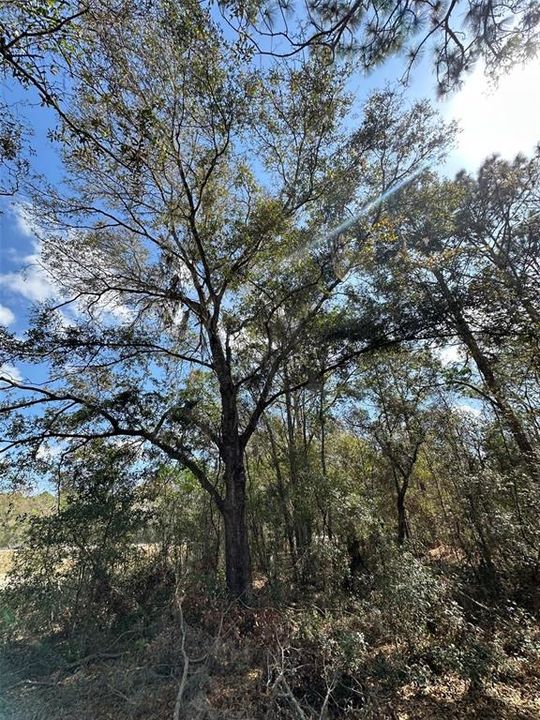 待售: $36,000 (0.47 acres)