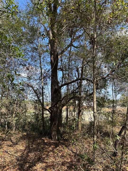 待售: $36,000 (0.47 acres)