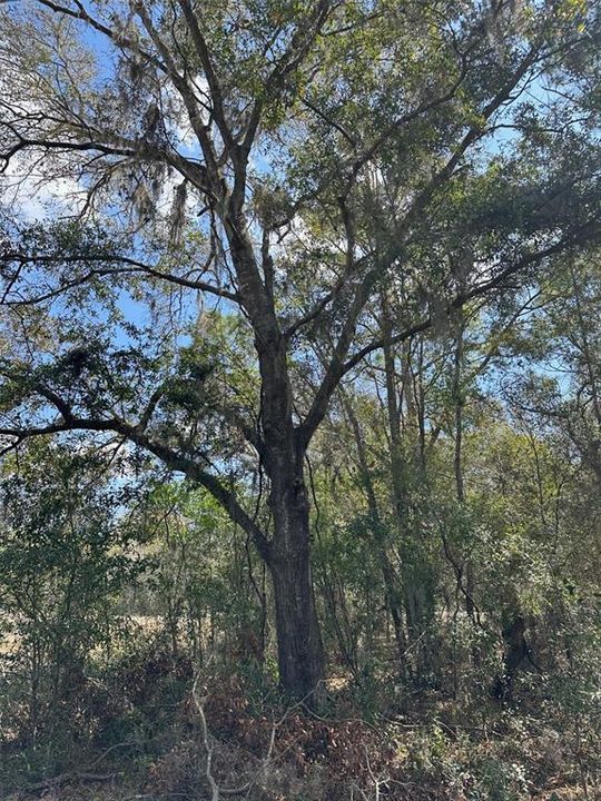 For Sale: $64,000 (0.94 acres)