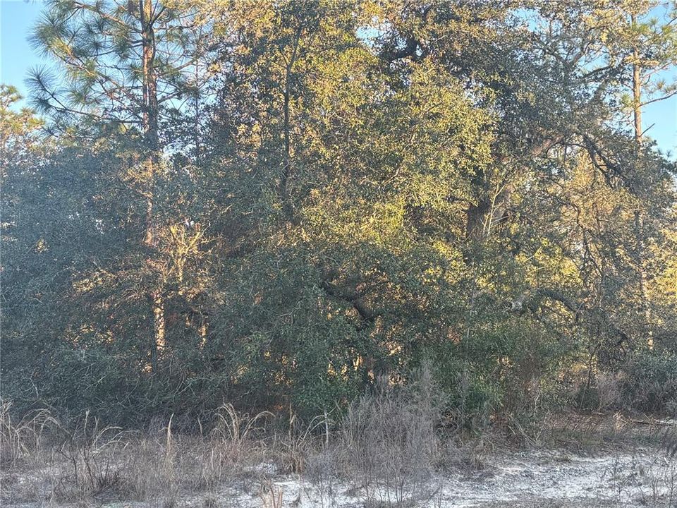 For Sale: $26,000 (0.99 acres)