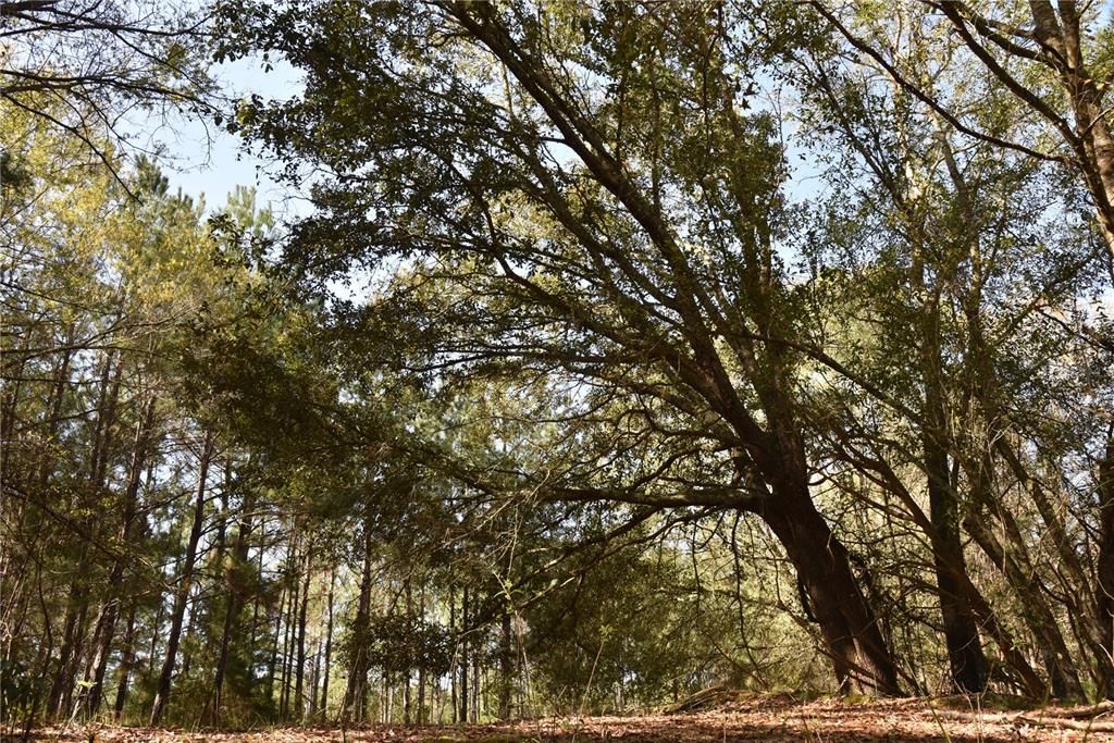 Recently Sold: $274,900 (26.14 acres)