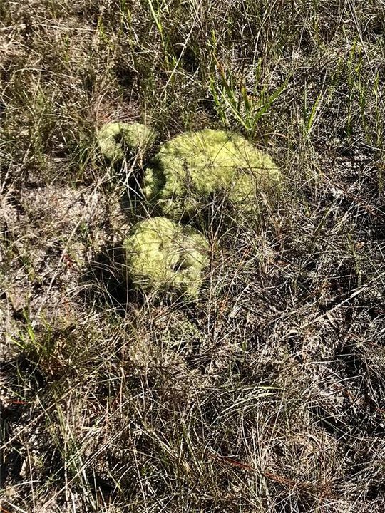 For Sale: $1,115,000 (60.00 acres)