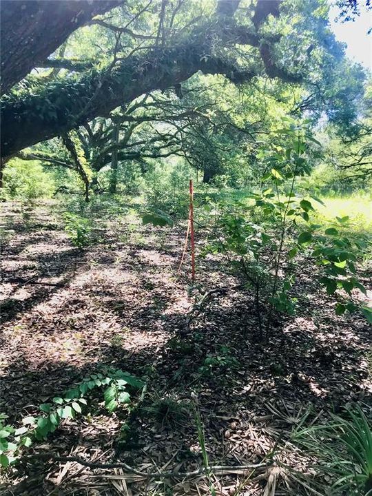 For Sale: $1,115,000 (60.00 acres)