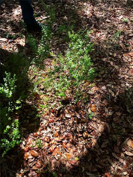 For Sale: $1,115,000 (60.00 acres)