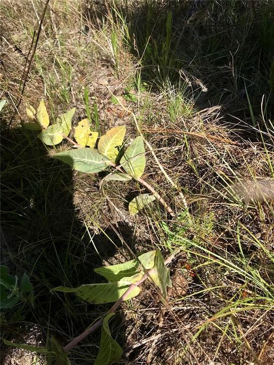 For Sale: $1,115,000 (60.00 acres)