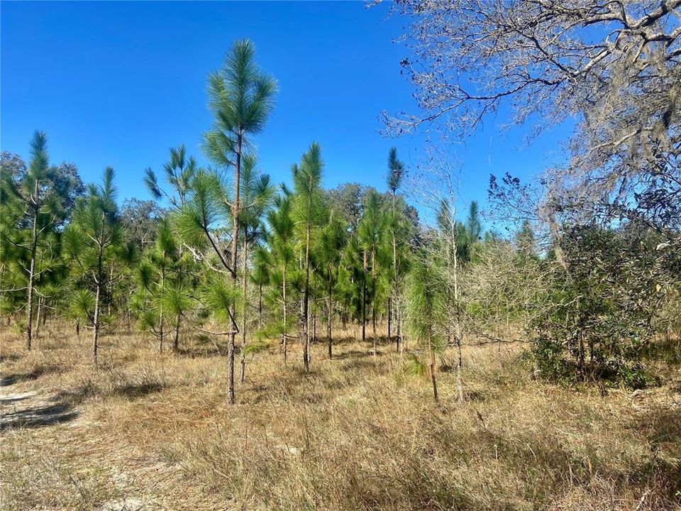 For Sale: $1,115,000 (60.00 acres)