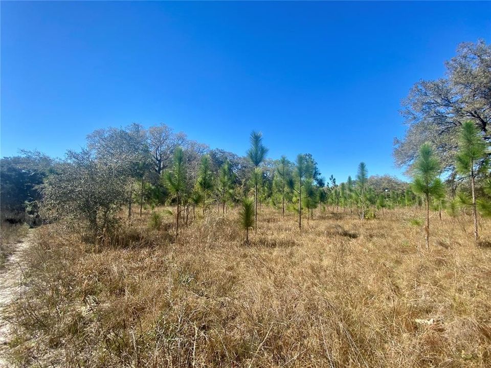 For Sale: $1,115,000 (60.00 acres)