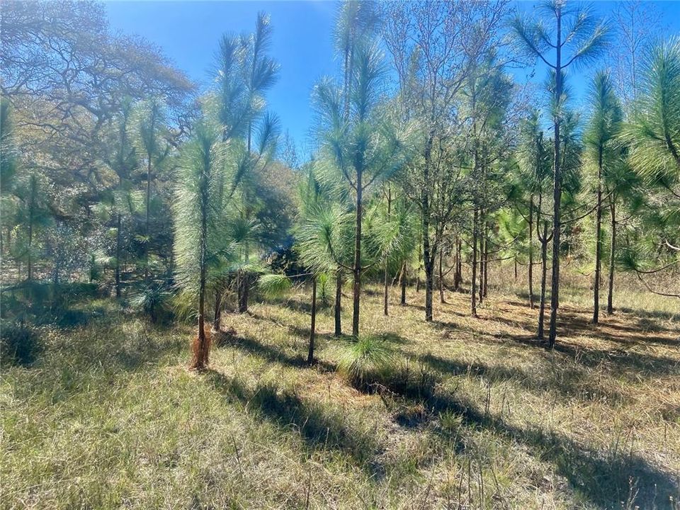 For Sale: $1,115,000 (60.00 acres)