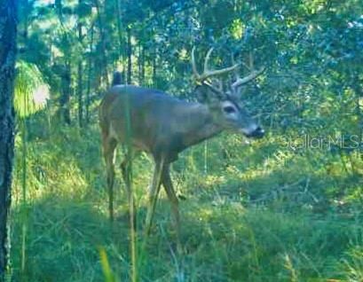 For Sale: $1,115,000 (60.00 acres)