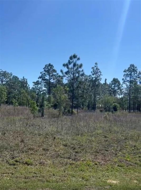 For Sale: $31,000 (0.99 acres)