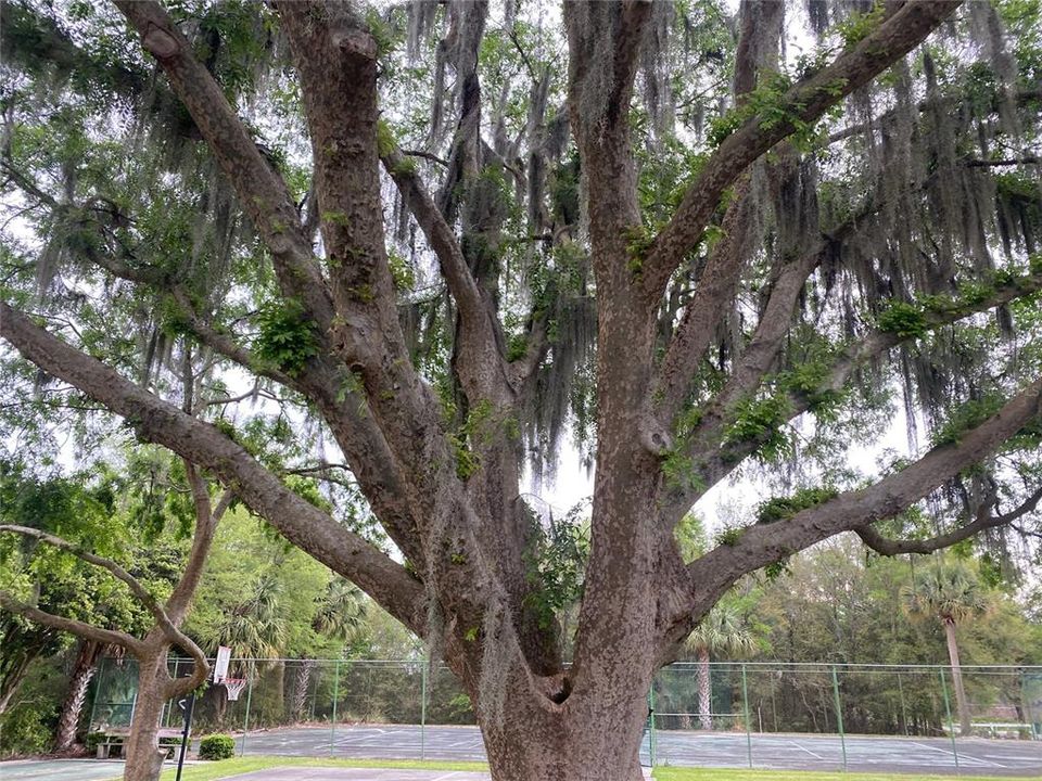 For Rent: $4,950 (3 beds, 2 baths, 1274 Square Feet)