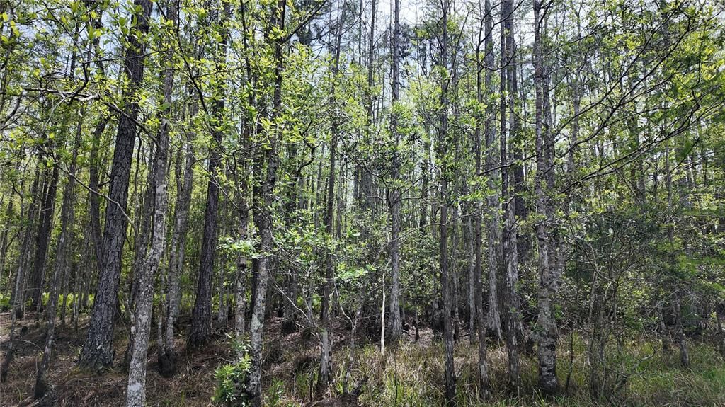 最近售出: $135,000 (5.02 acres)