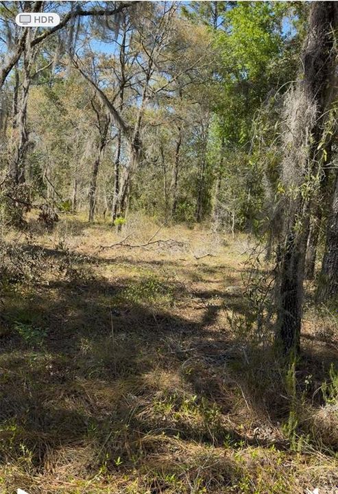 1.25 acre lot