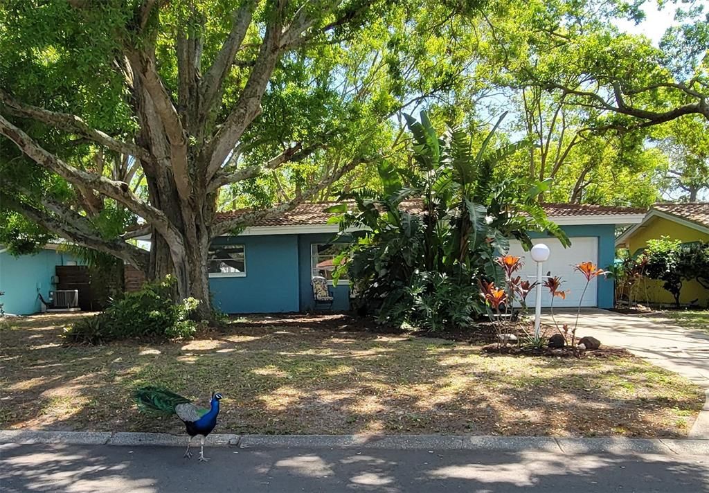 Недавно продано: $394,900 (3 спален, 2 ванн, 1269 Квадратных фут)