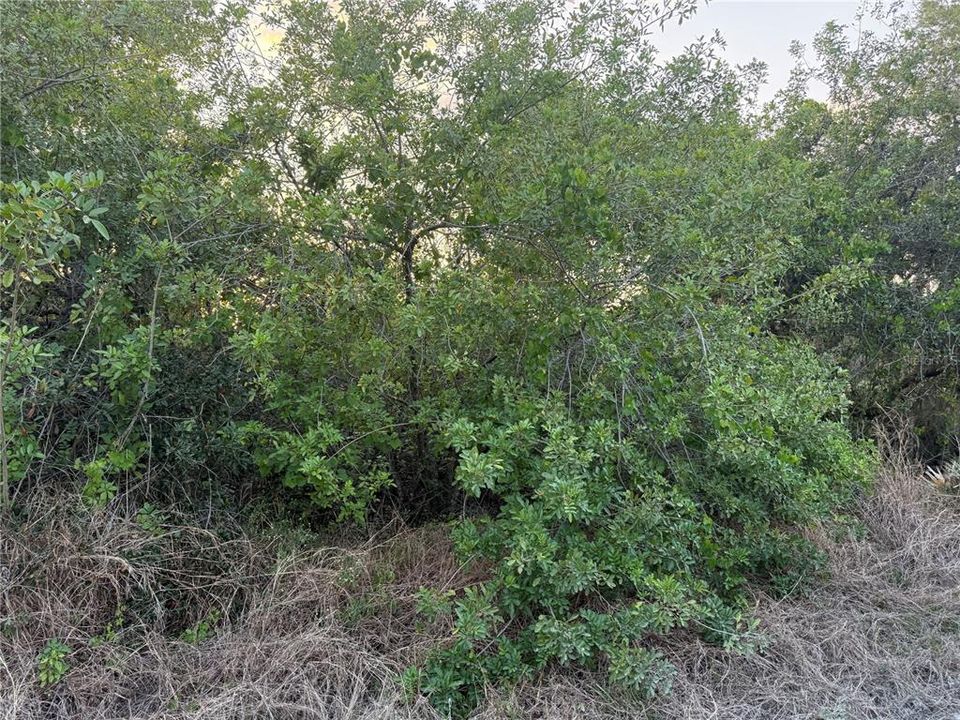 For Sale: $19,900 (0.26 acres)