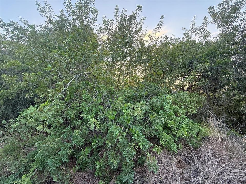 For Sale: $19,900 (0.26 acres)