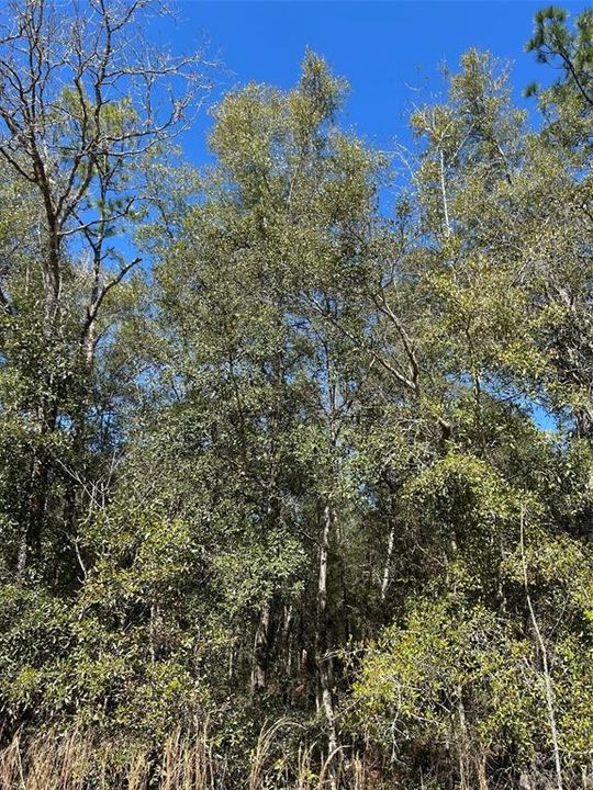 Recently Sold: $50,000 (1.24 acres)