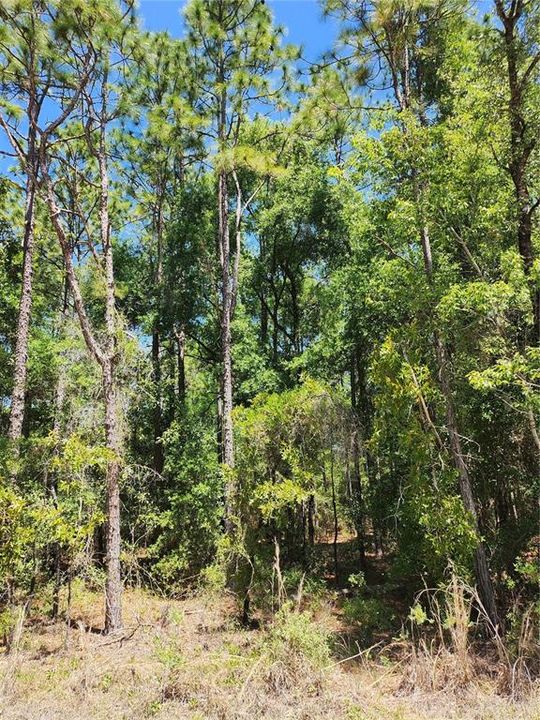 En Venta: $70,000 (1.14 acres)