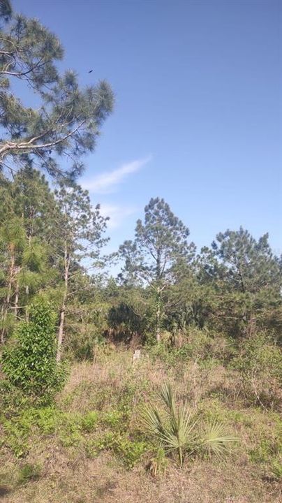 На продажу: $39,000 (2.45 acres)